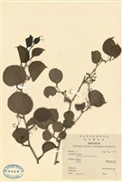 藏品(菝葜)的圖片